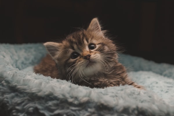 Is Pet Insurance Worth It for New Pet Parents?