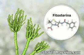 fitosterina